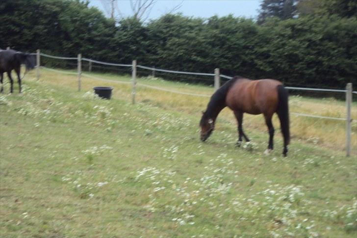 Anden særlig race Emma *(SOLGT)* billede 4