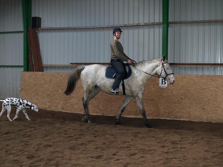 Knabstrupper Moonlight billede 17