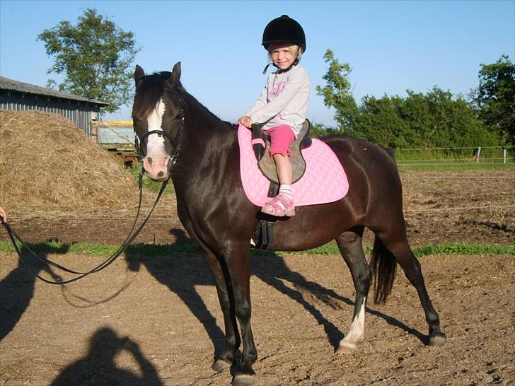 Welsh Mountain (sec A) Surprising Sophia billede 1