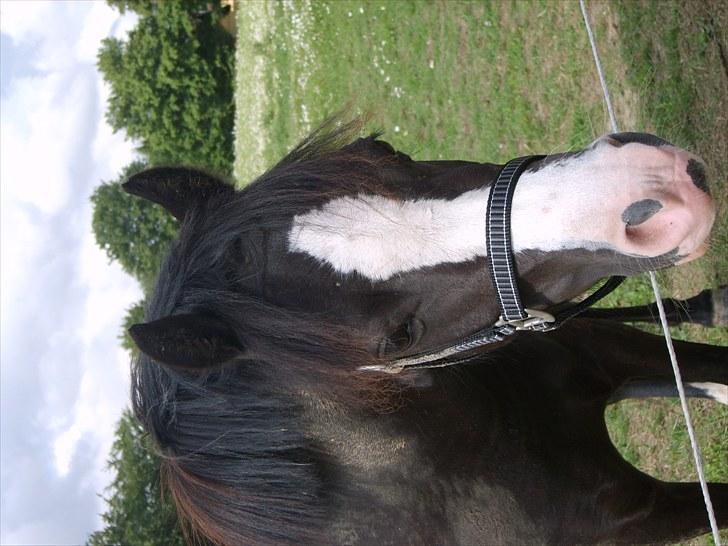 Welsh Mountain (sec A) Surprising Sophia billede 2