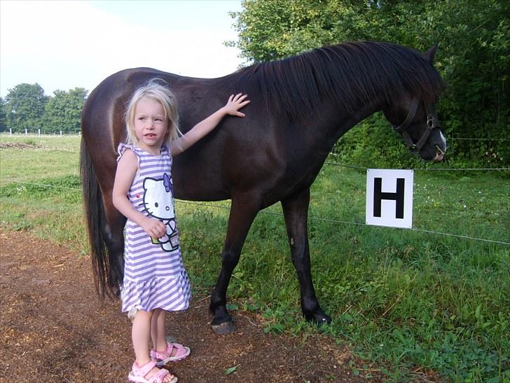 Welsh Mountain (sec A) Surprising Sophia billede 4