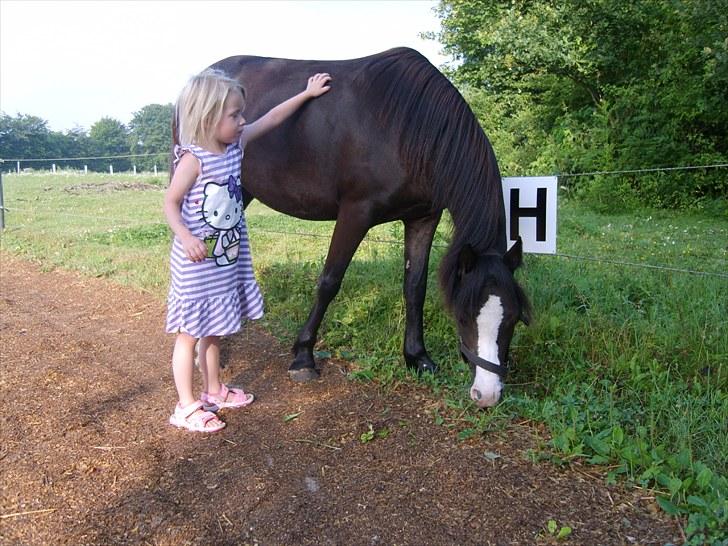 Welsh Mountain (sec A) Surprising Sophia billede 5