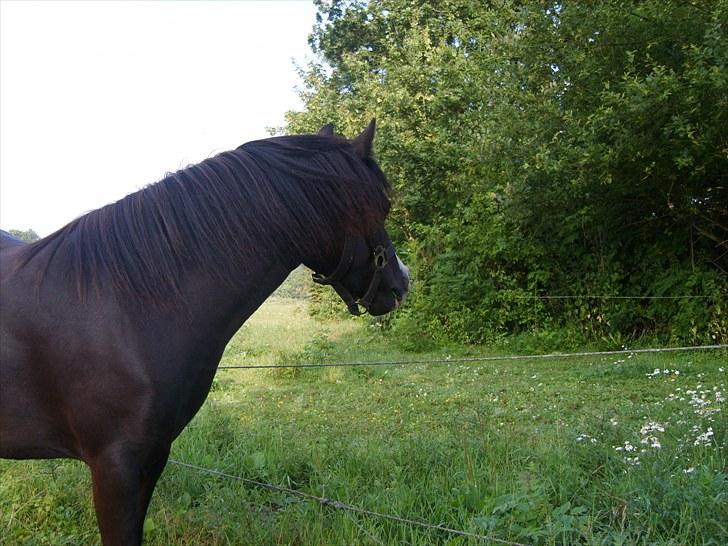 Welsh Mountain (sec A) Surprising Sophia billede 6