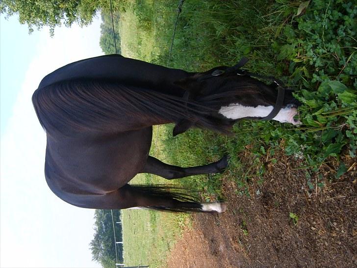 Welsh Mountain (sec A) Surprising Sophia billede 7