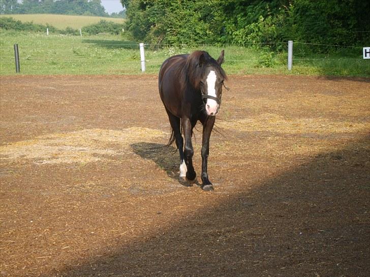 Welsh Mountain (sec A) Surprising Sophia billede 8