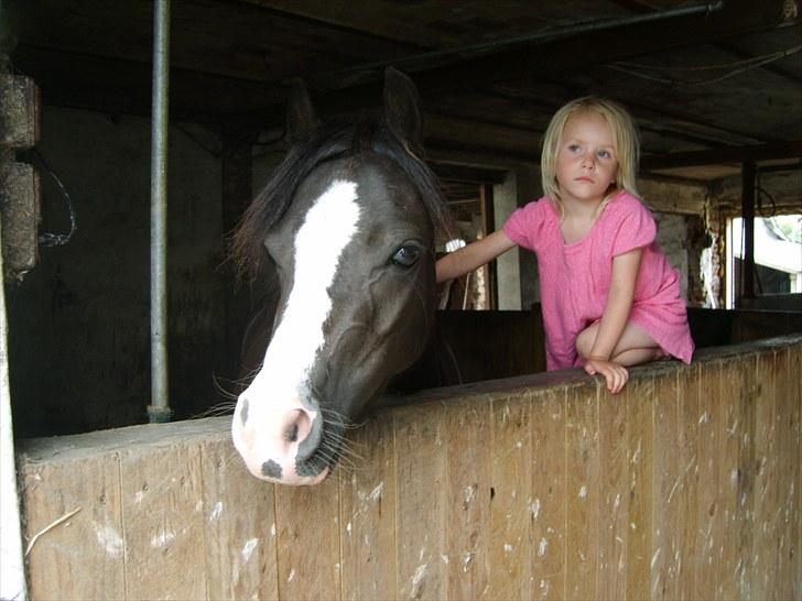 Welsh Mountain (sec A) Surprising Sophia billede 9