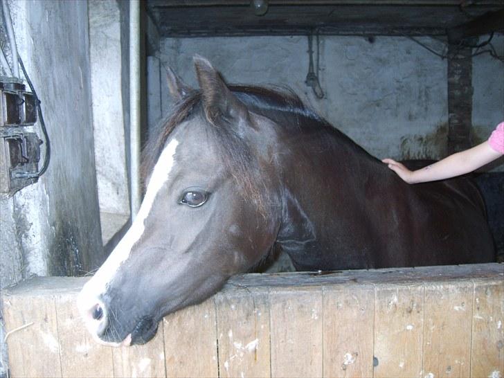 Welsh Mountain (sec A) Surprising Sophia billede 10