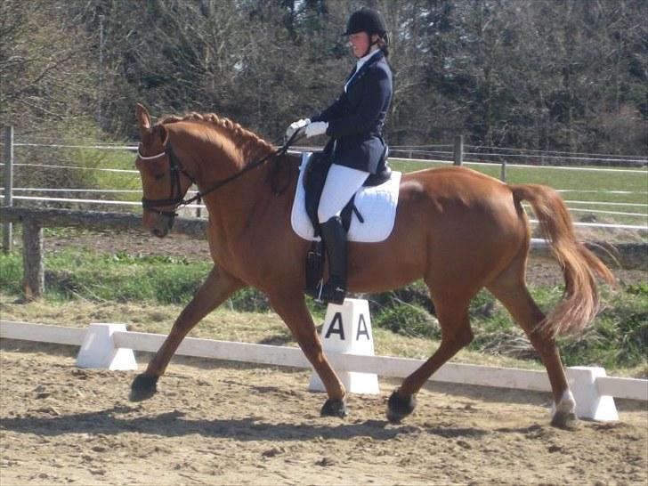 Anden særlig race Clinton - *elsker det billed <3 billede 1