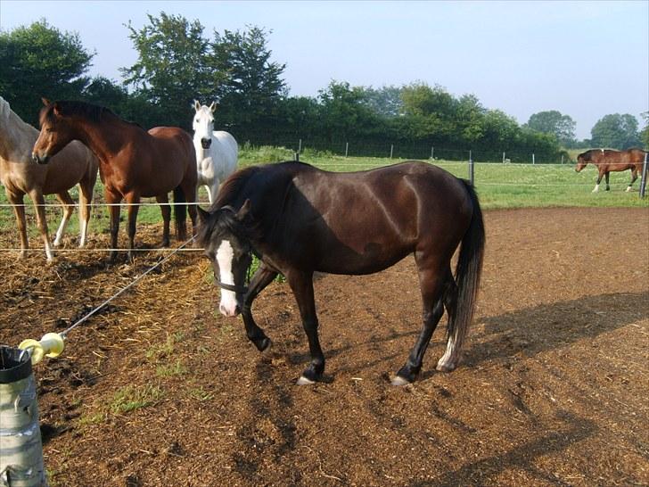 Welsh Mountain (sec A) Surprising Sophia billede 11