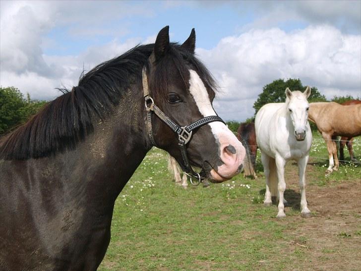 Welsh Mountain (sec A) Surprising Sophia billede 12