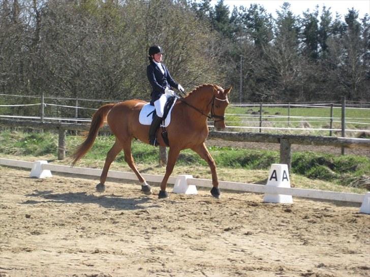 Anden særlig race Clinton billede 2