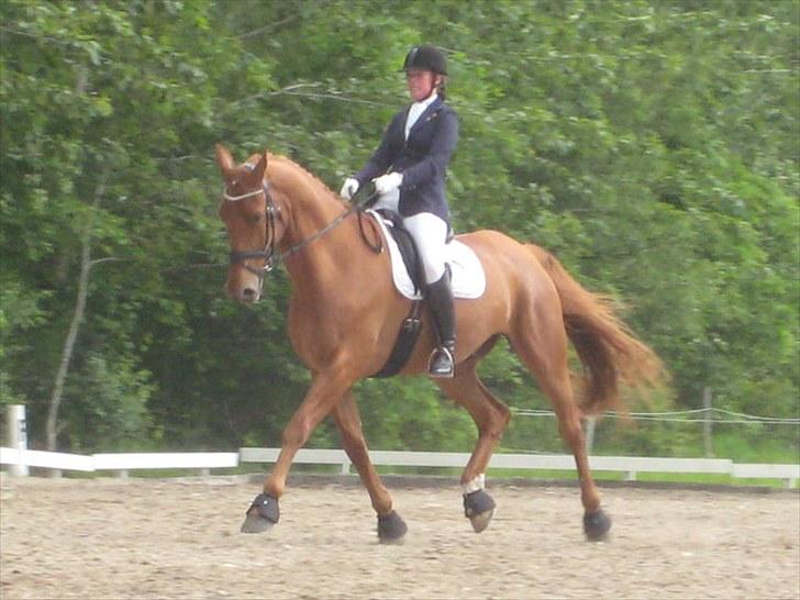 Anden særlig race Clinton - *anstrengt, men fint fint :) billede 3