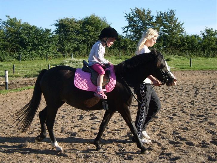 Welsh Mountain (sec A) Surprising Sophia billede 14