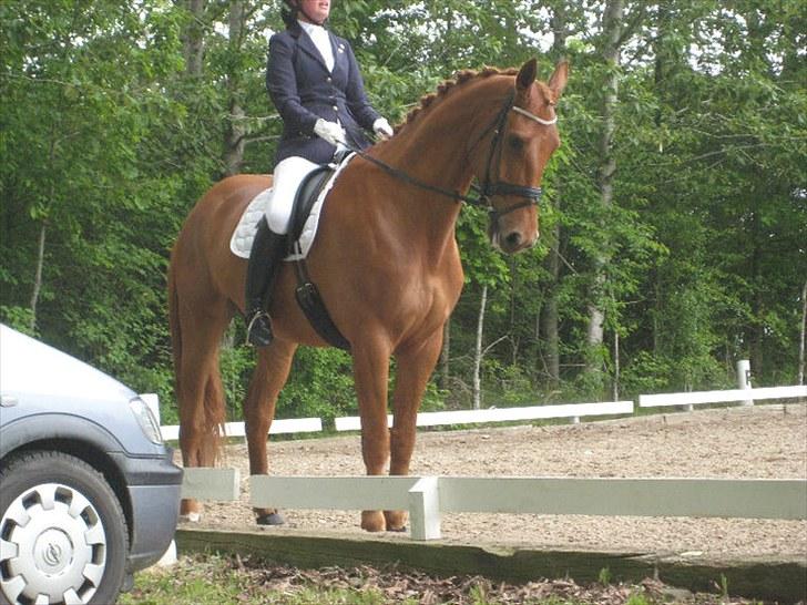 Anden særlig race Clinton billede 4