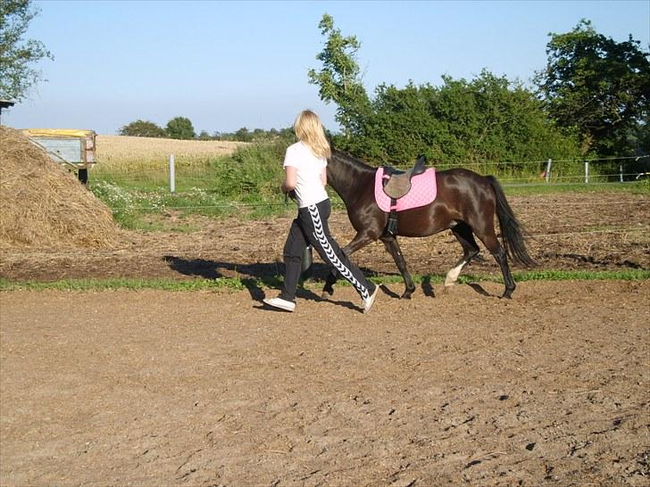 Welsh Mountain (sec A) Surprising Sophia billede 16