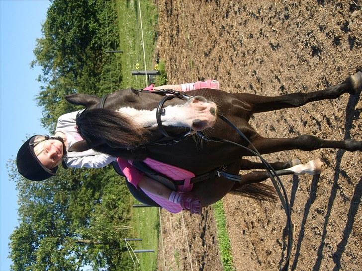 Welsh Mountain (sec A) Surprising Sophia billede 17