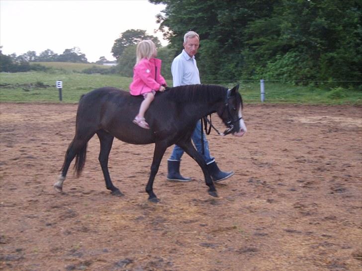 Welsh Mountain (sec A) Surprising Sophia billede 18