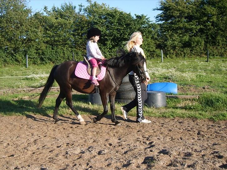 Welsh Mountain (sec A) Surprising Sophia billede 19