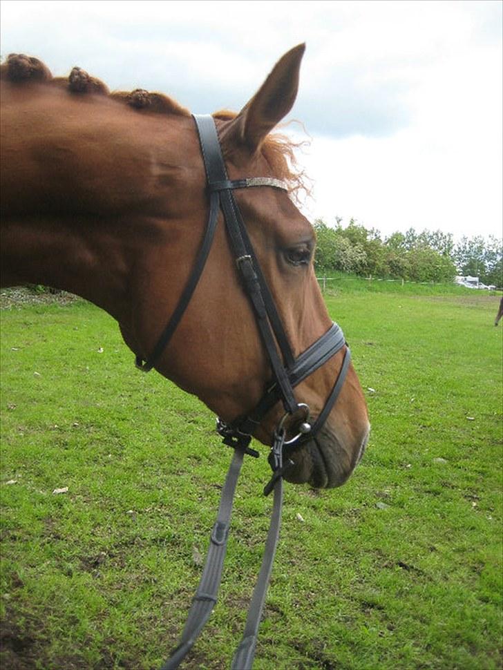 Anden særlig race Clinton billede 8