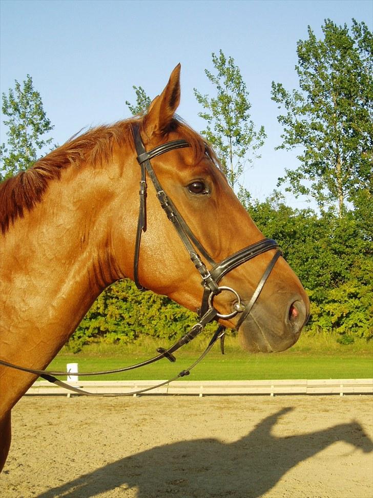 Anden særlig race Clinton billede 12