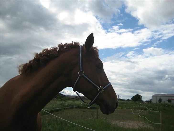 Anden særlig race Clinton billede 14