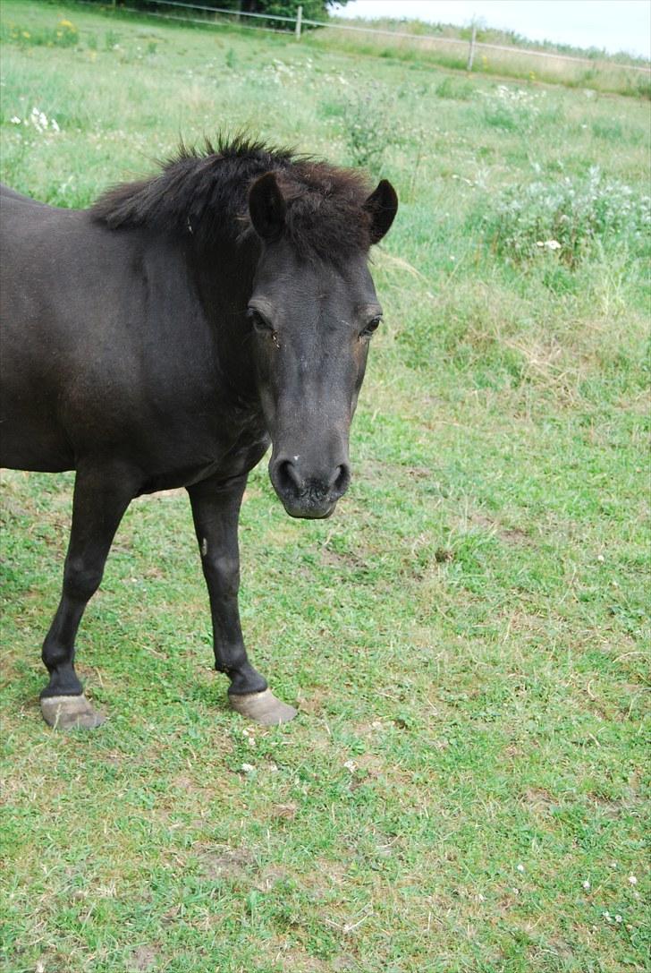 Shetlænder Sabrine - nr, 17) NYT fra folden xD foto mig selv :D billede 12