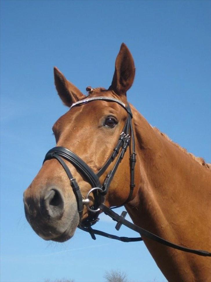 Anden særlig race Clinton billede 16