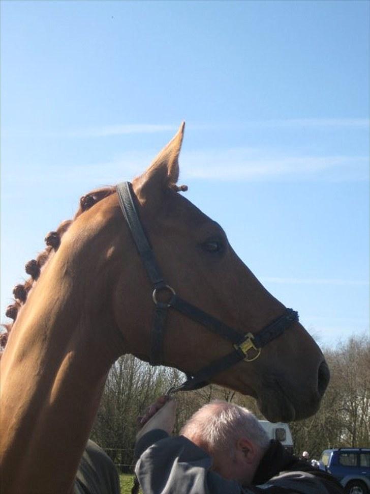 Anden særlig race Clinton billede 18