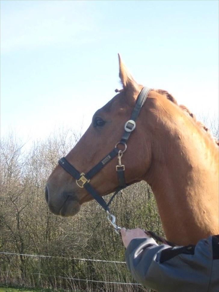 Anden særlig race Clinton - *Min smukke røde hest.. billede 19