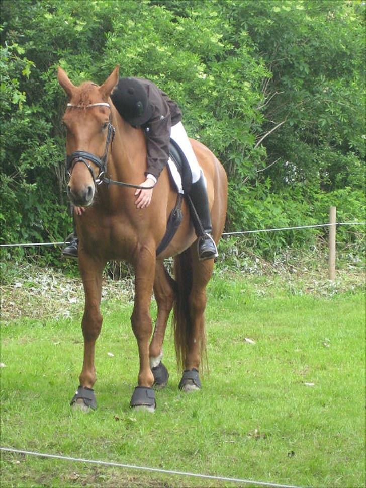 Anden særlig race Clinton billede 20