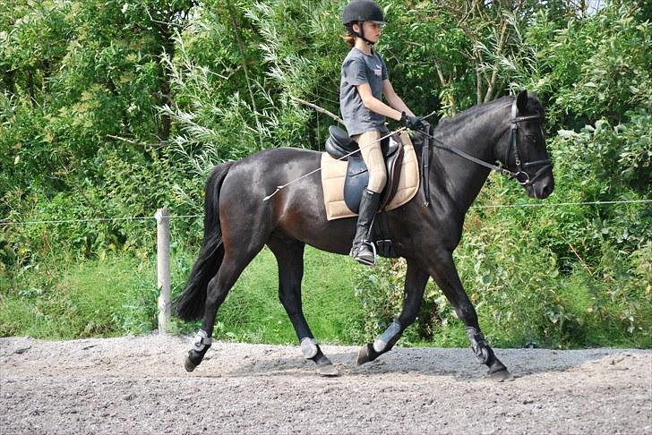 New Forest Birkilds Flamenco Solgt<3 billede 2