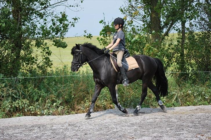 New Forest Birkilds Flamenco Solgt<3 billede 3