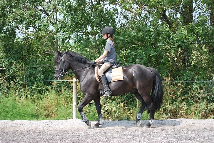 New Forest Birkilds Flamenco Solgt<3 billede 4