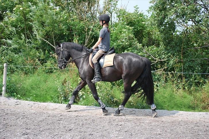 New Forest Birkilds Flamenco Solgt<3 billede 5