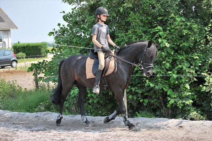 New Forest Birkilds Flamenco Solgt<3 billede 6
