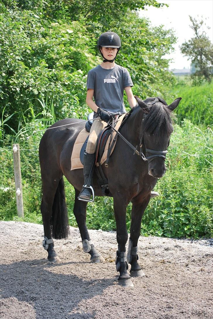 New Forest Birkilds Flamenco Solgt<3 billede 7