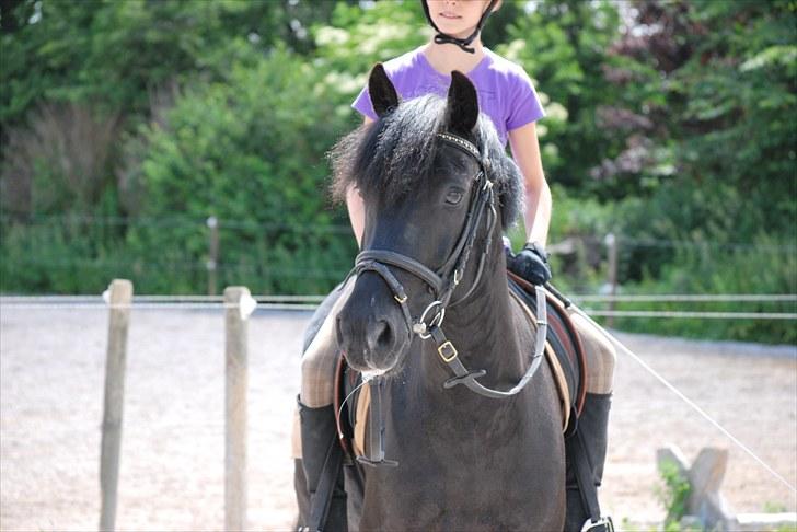 New Forest Birkilds Flamenco Solgt<3 billede 8