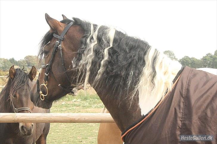 Pinto Bonita - Dejlig lang man, med krøller. Helt naturligt... billede 6