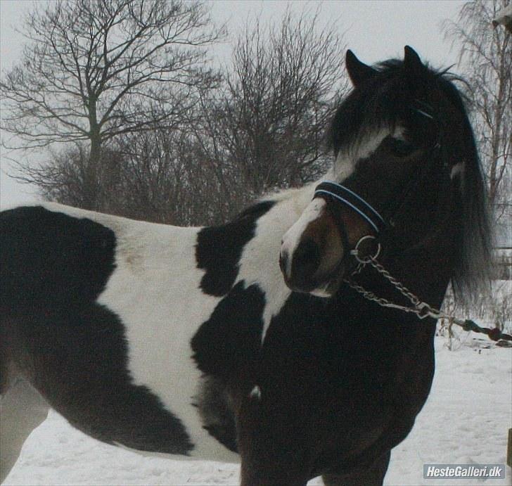 Pinto Bonita - bonita ULDTOT om vinteren ved gammel ejer billede 7