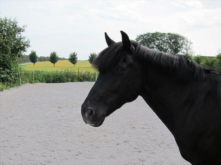 New Forest Birkilds Flamenco Solgt<3 billede 10