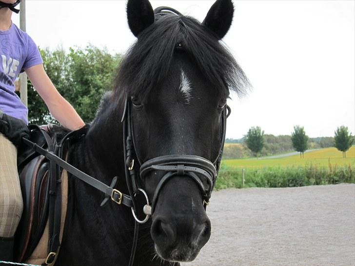 New Forest Birkilds Flamenco Solgt<3 billede 11