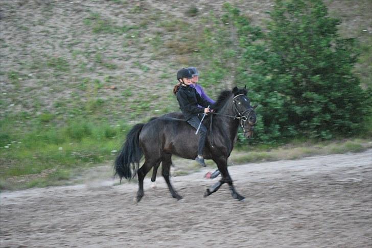 New Forest Birkilds Flamenco Solgt<3 - Juhuu uden sadel billede 15