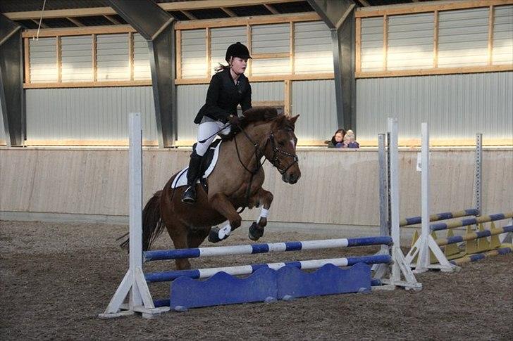 Anden særlig race Bayard - Velkommen til Bayard´s profil. Foto: Sara Jørgensen billede 2