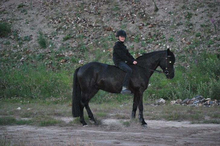 New Forest Birkilds Flamenco Solgt<3 billede 16