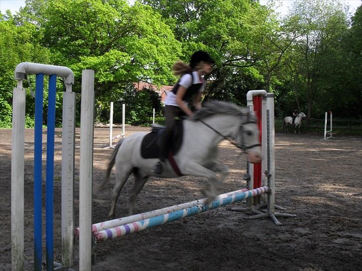 Anden særlig race Lillemand  - Til træning billede 13