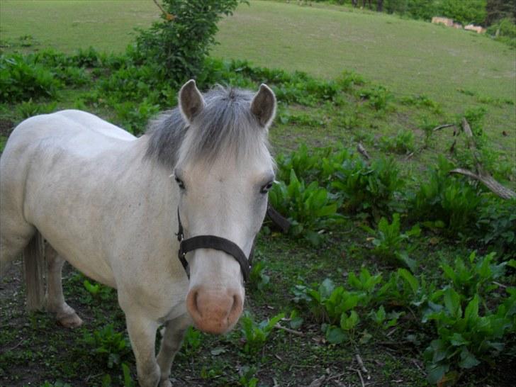 Anden særlig race Lillemand  - Lillemand siger: "Hej" på folden billede 11
