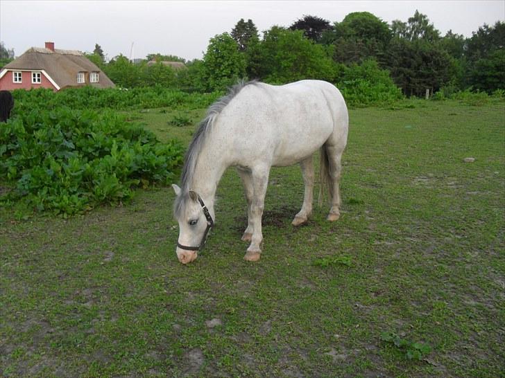 Anden særlig race Lillemand  - På fold billede 10