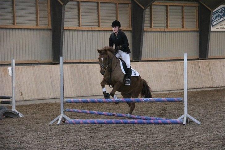 Anden særlig race Bayard - Foto: Sara Jørgensen billede 3