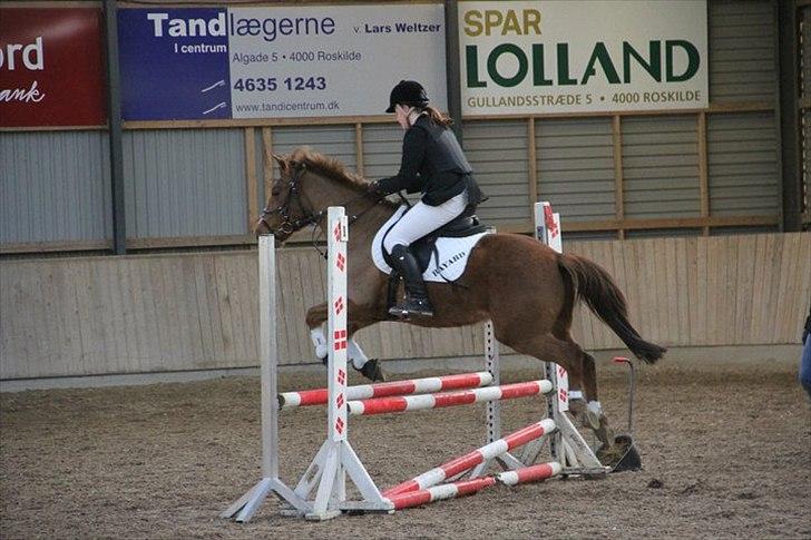 Anden særlig race Bayard - Foto: Sara Jørgensen billede 4