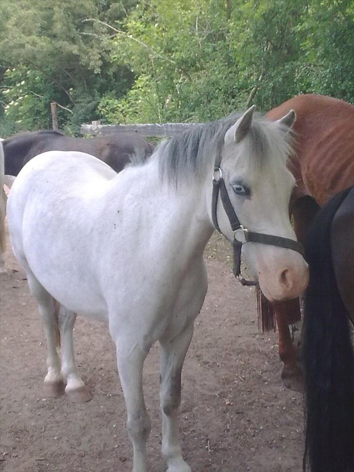 Anden særlig race Lillemand  - Sammen med de andre ponyer billede 12